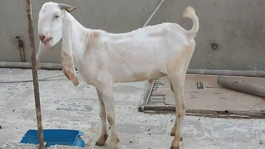 Bakra | Dumbi | Goat | Qurbani Bakra | Desi Bakra | 2 Dant bakry |
