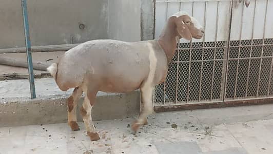 Bakra | Dumbi | Goat | Qurbani Bakra | Desi Bakra | 2 Dant bakry |