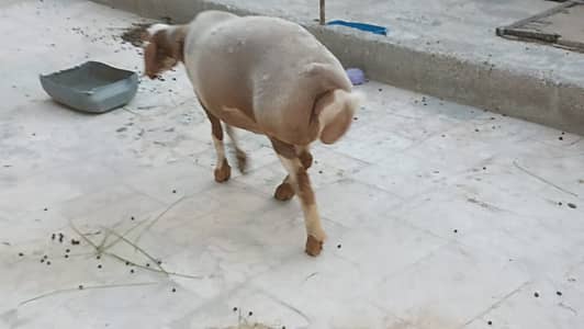 Bakra | Dumbi | Goat | Qurbani Bakra | Desi Bakra | 4 Dant bakry |