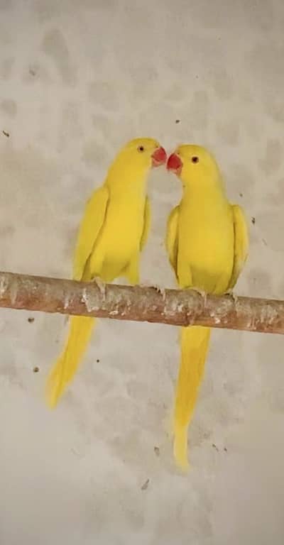 Yellow blue white ringneck pairs