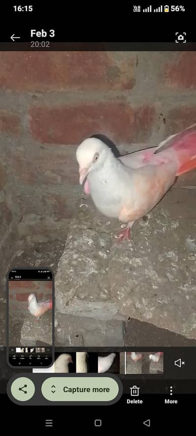 bast pigeon