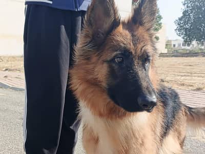 BLACK-TAN GERMAN SHEPHERD FEMALE (PINK PEDEGREE)