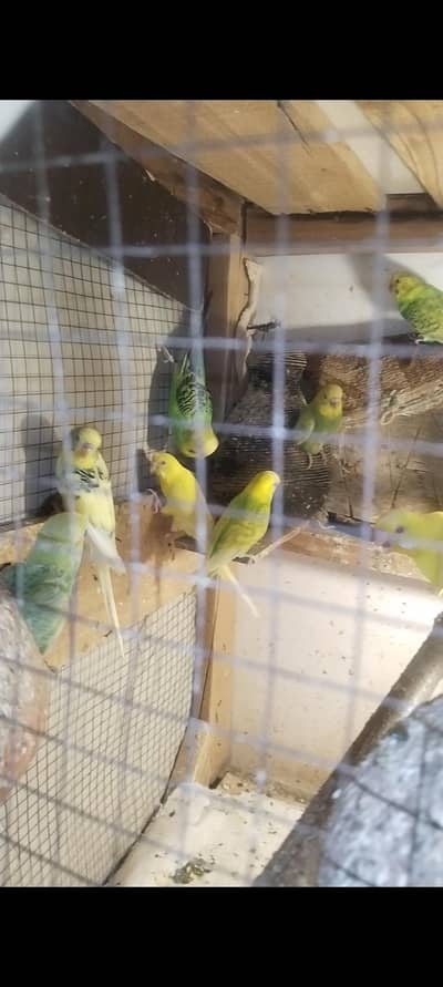 Australian parrot budgies