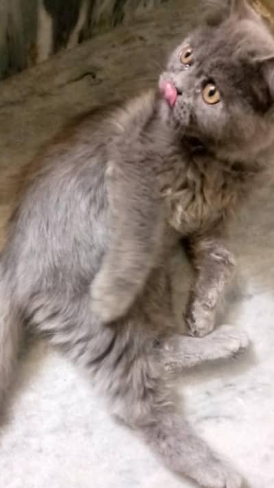 Persian punch face male