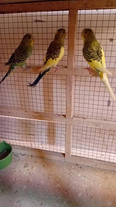 bugies for sale