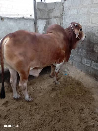 Bull for Qurbani 2026
