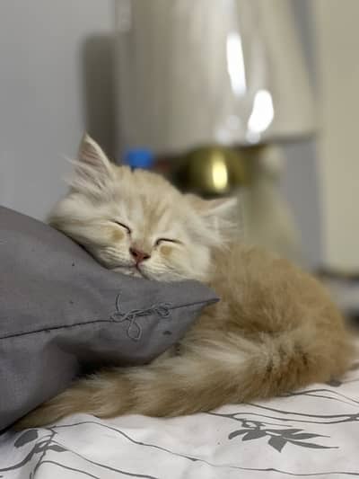 Persian Ginger Double Coat