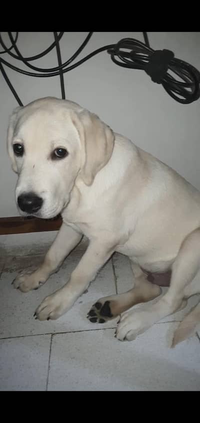 5 Month Old Labrador Retriever Puppy Urgent Sale