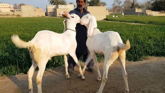 Qurbani ke liye bakre for sale _03102729869