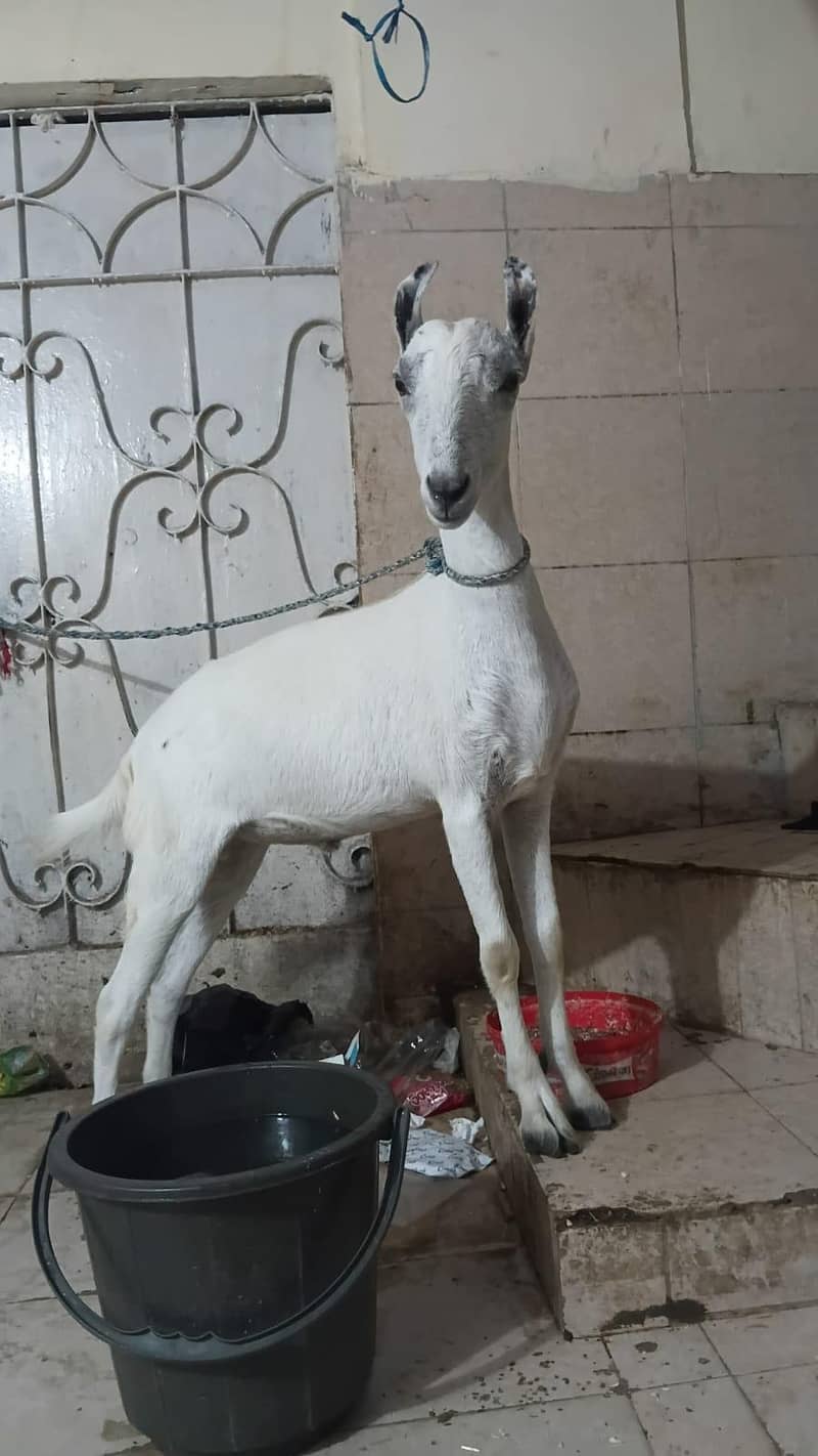 teddi bakra do dant 0
