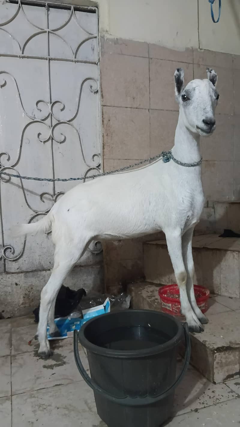 teddi bakra do dant 1
