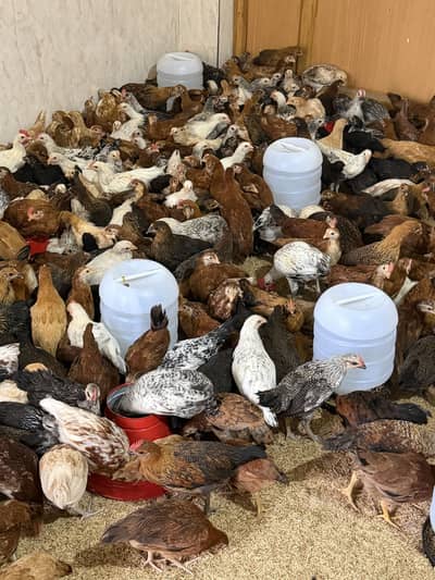 Golden Misri Hen Phattian available limited stock