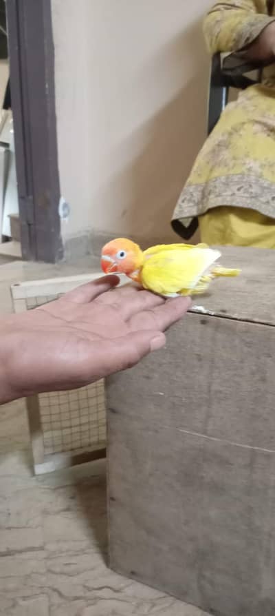 Love bird
