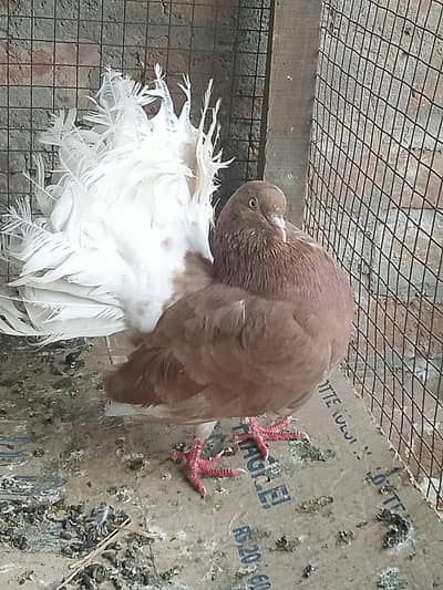 red body white tail breader mail silver body white tail young mail