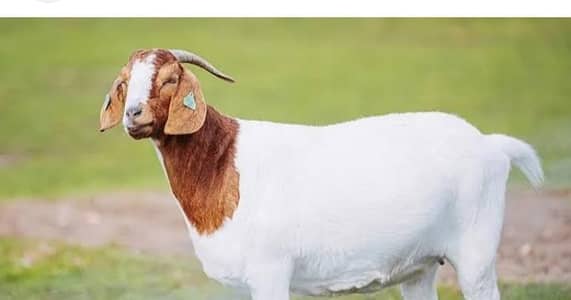 Eid k lie bakry zibah k lie qasai dastayab hy