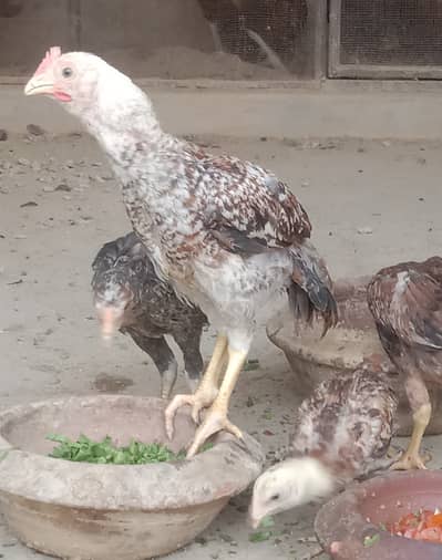 Aseel & bengum chicks 2.5 month for sale