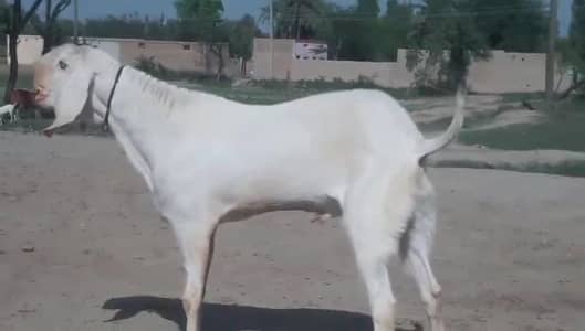 Gulabi Bakra Qurbani ke liye for sale _03102729869