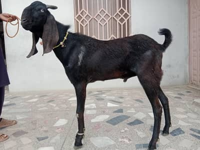 Dowanad bakra for sale Qurbani wly or bakry b dastayab hain