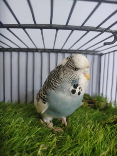 Budgies King Female