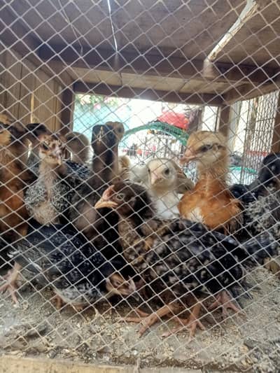 A grade chicks