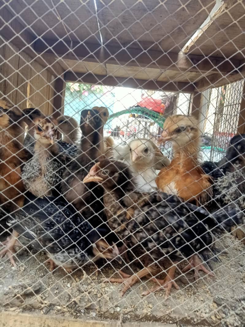 A grade chicks 0