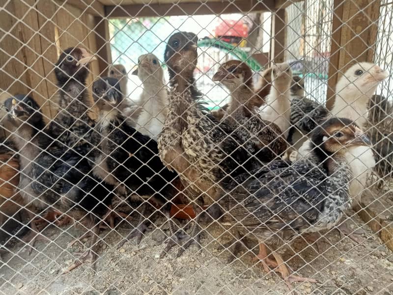 A grade chicks 1