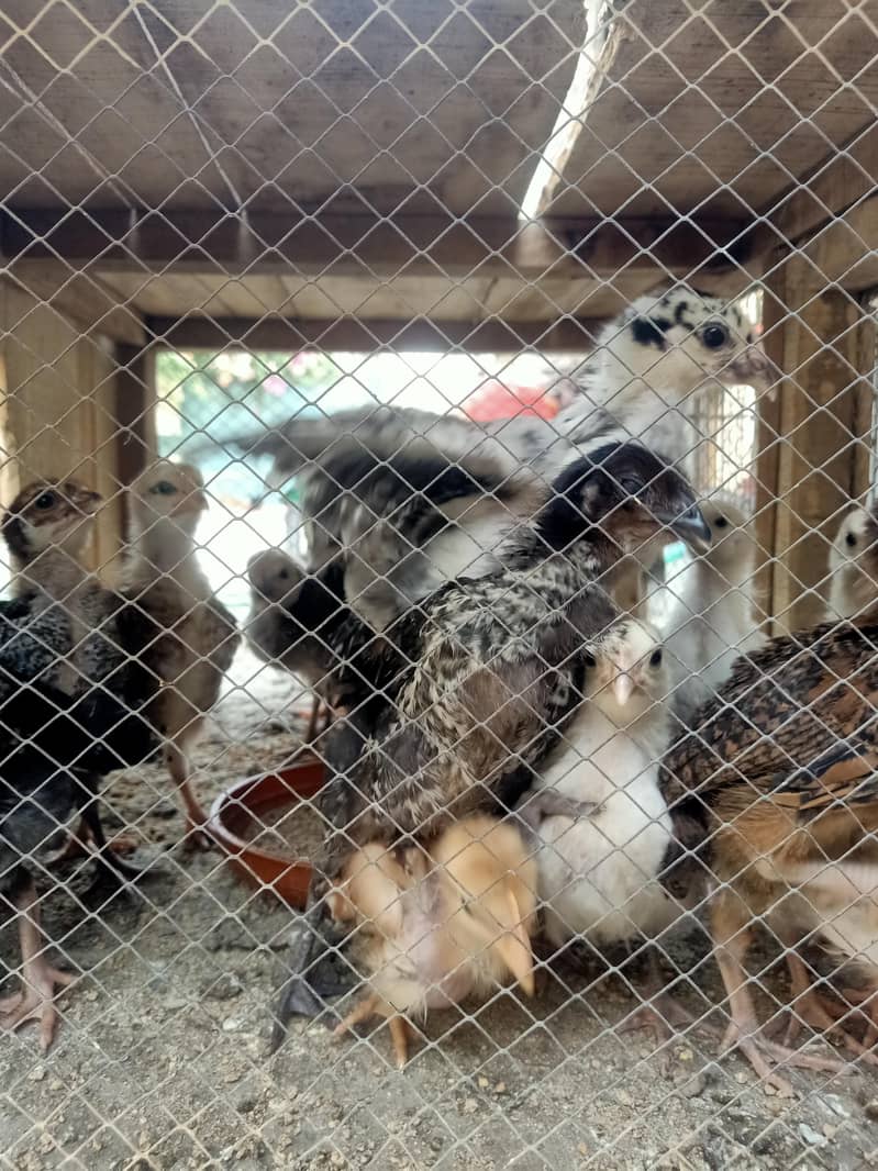 A grade chicks 2