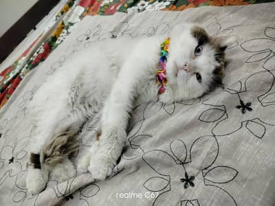 Ragdoll  Male cat for sale / Friendly pet