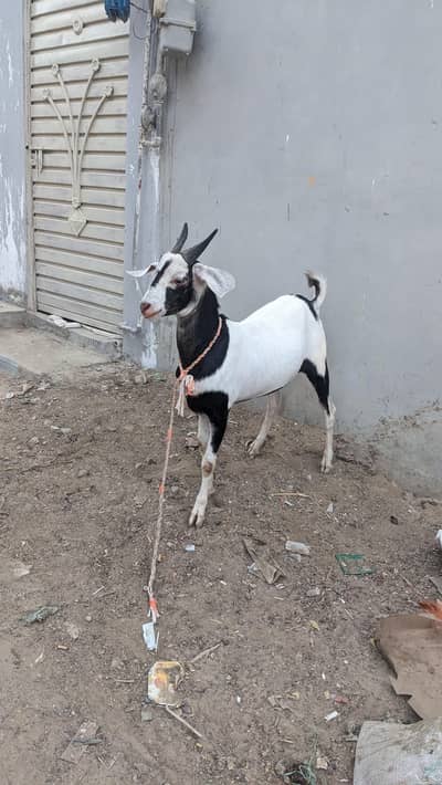 goat for sale