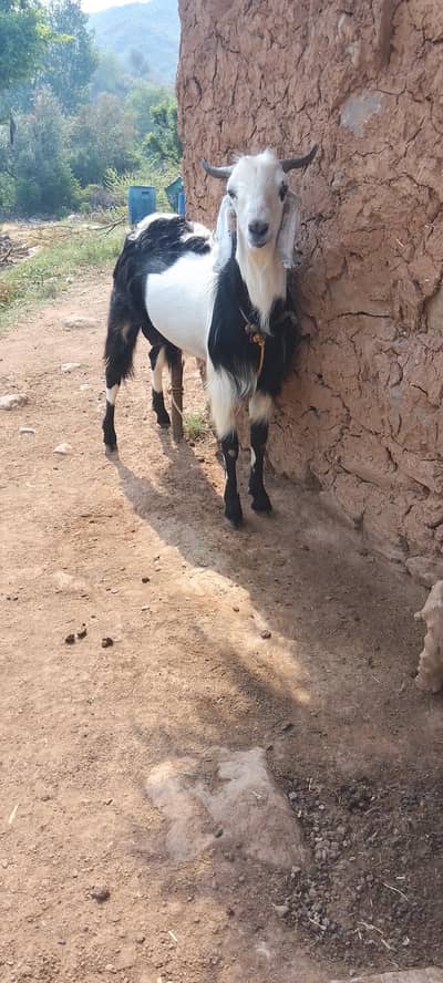 desi bkra for sale 0332,8500??739