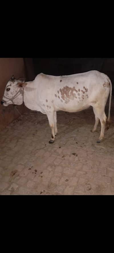 Wehri for Eid UL Adha