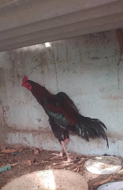 black mushka