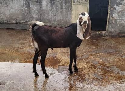 beetal bakra