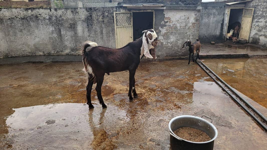 beetal bakra 1