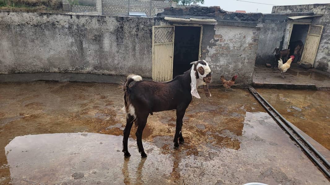 beetal bakra 2