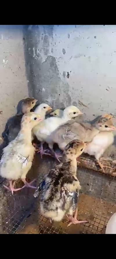 Turkey Chicks Available For Sale