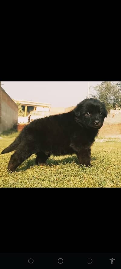 German Shepherd | Puppies | Dog | German Shepherd Pup | Double Coat