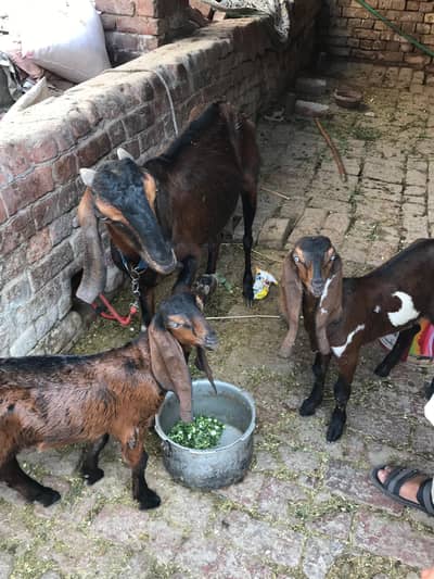 beatel bakri sath 2 Bache hai 1male 1 female