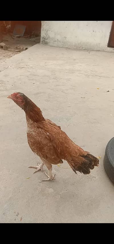 high quality old bloodline madi for sale or exchange possible