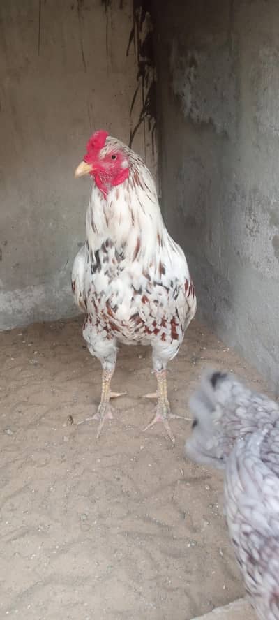 Top quality blood line aseel