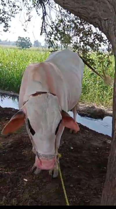brahman bachra for sale  colar is white khairpor tamawali