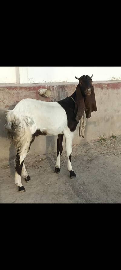Qurbani 2026: Khassi Bakra (2 Daant) - For Sale