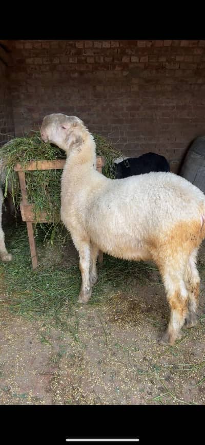 Premium Healthy Local Goats | Small Ears Type | Eid Ul Adha Special