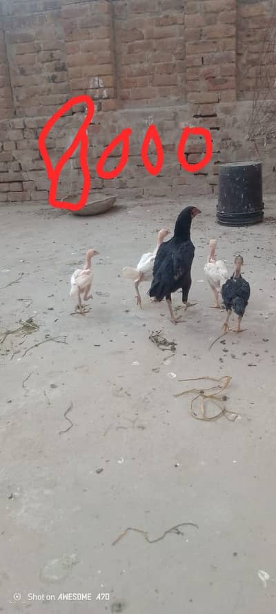 Mery pas 4 aseel murgi with chickes available h