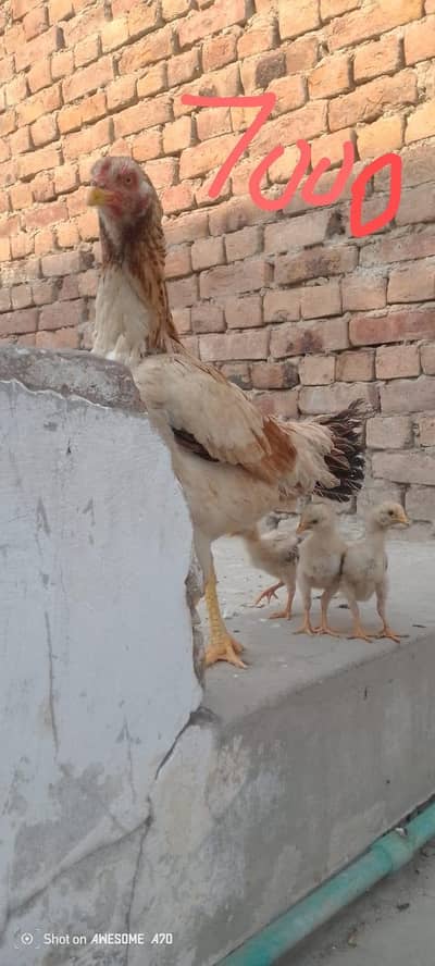Mery pas 4 aseel murgi with chickes available h