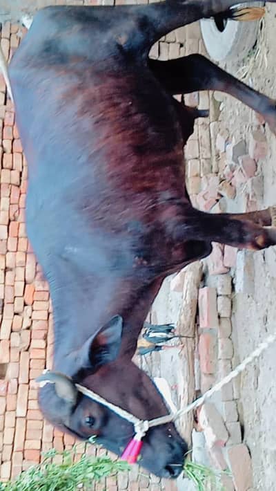 for sale 3 janwer han qurbani ka lye