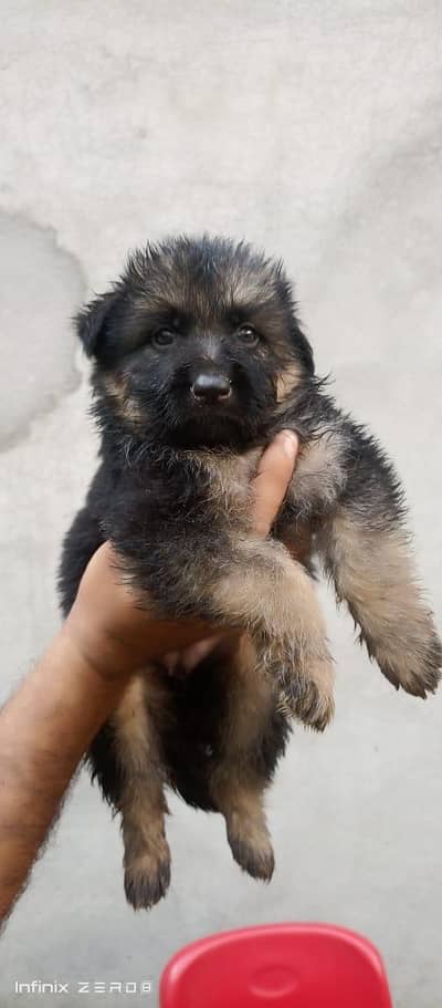 German shepherd puppy