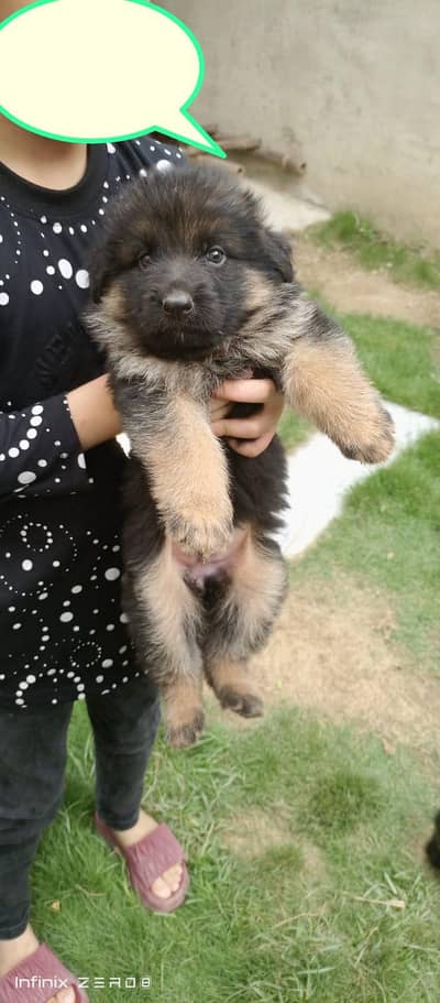 German shepherd puppy