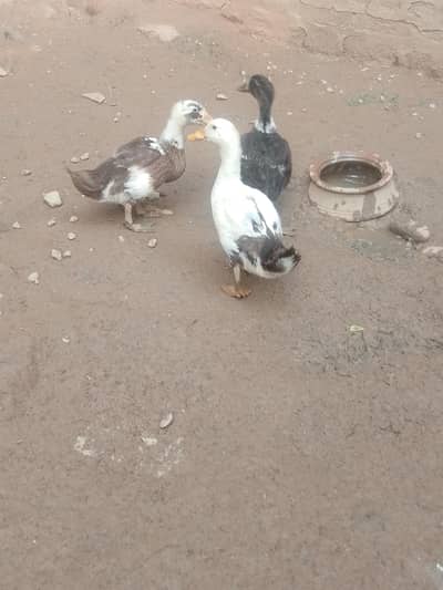 Desi Ducks for sale