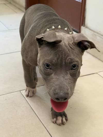 Pitbull  grey color unique color
